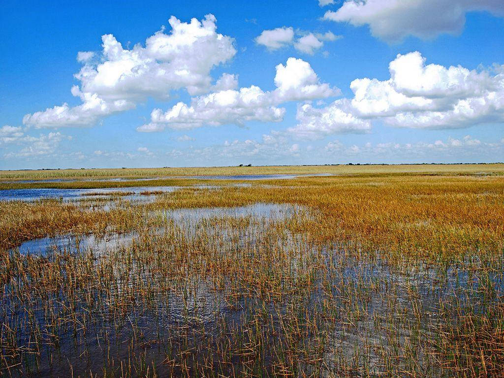 River Grass Everglades National Park