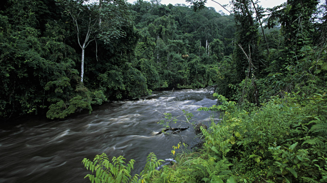 River In Congo Rainforest In Gabon