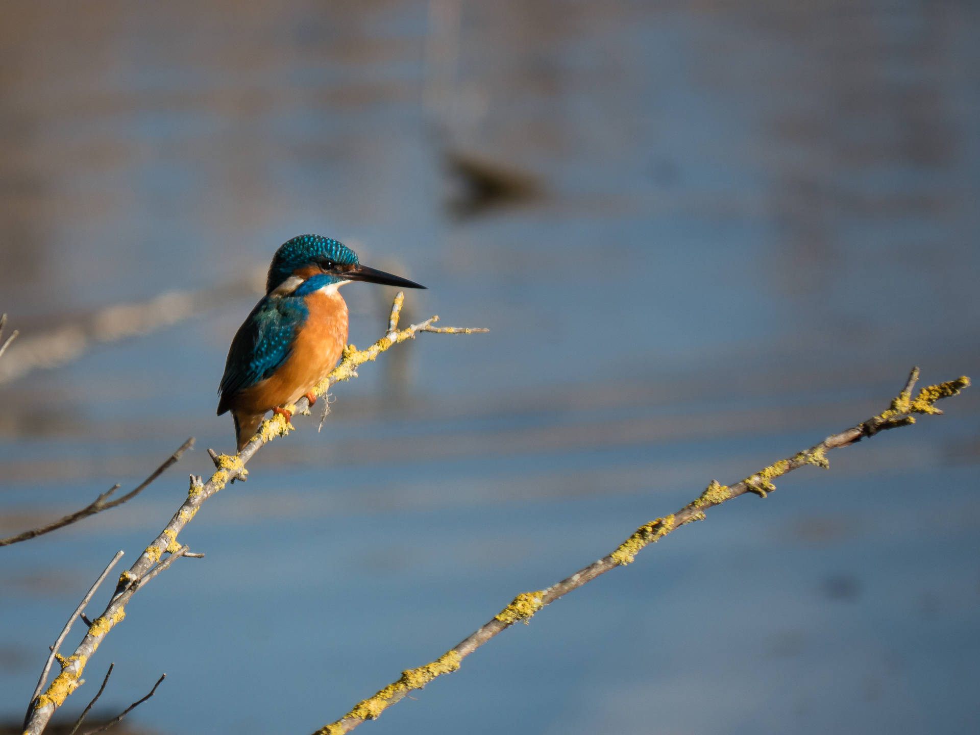 River Kingfishers Beautiful Birds Background