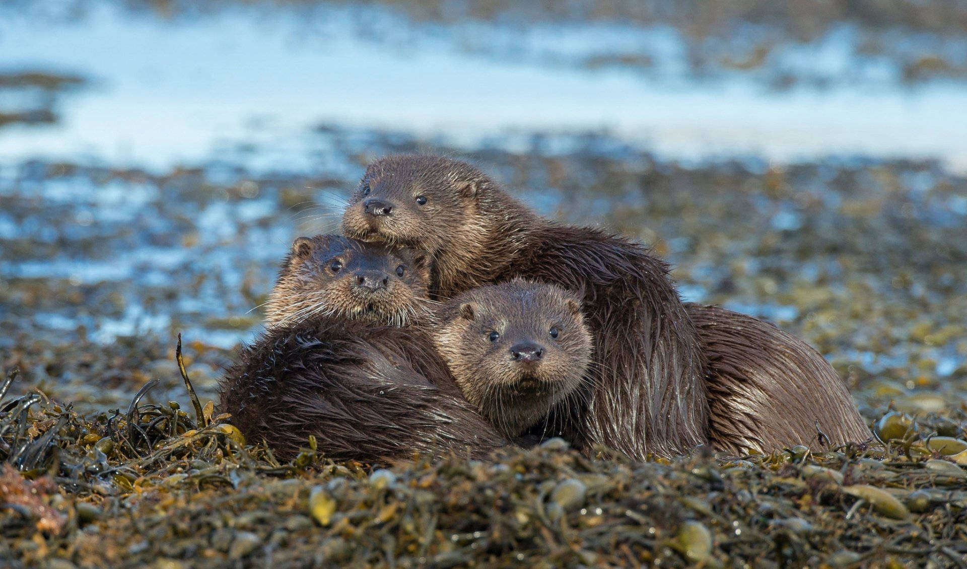 River Otter Family Background