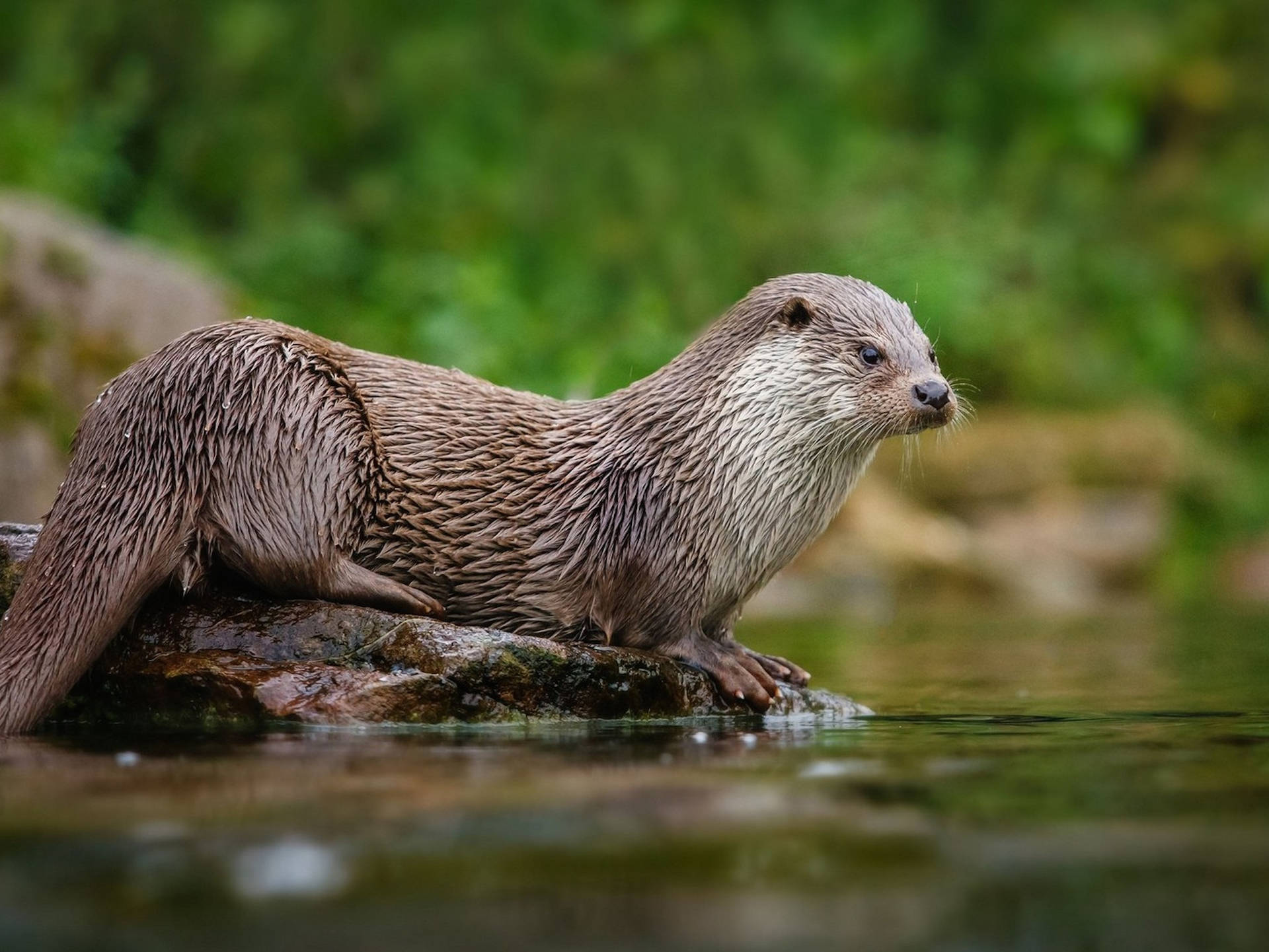 River Otter On Log Background