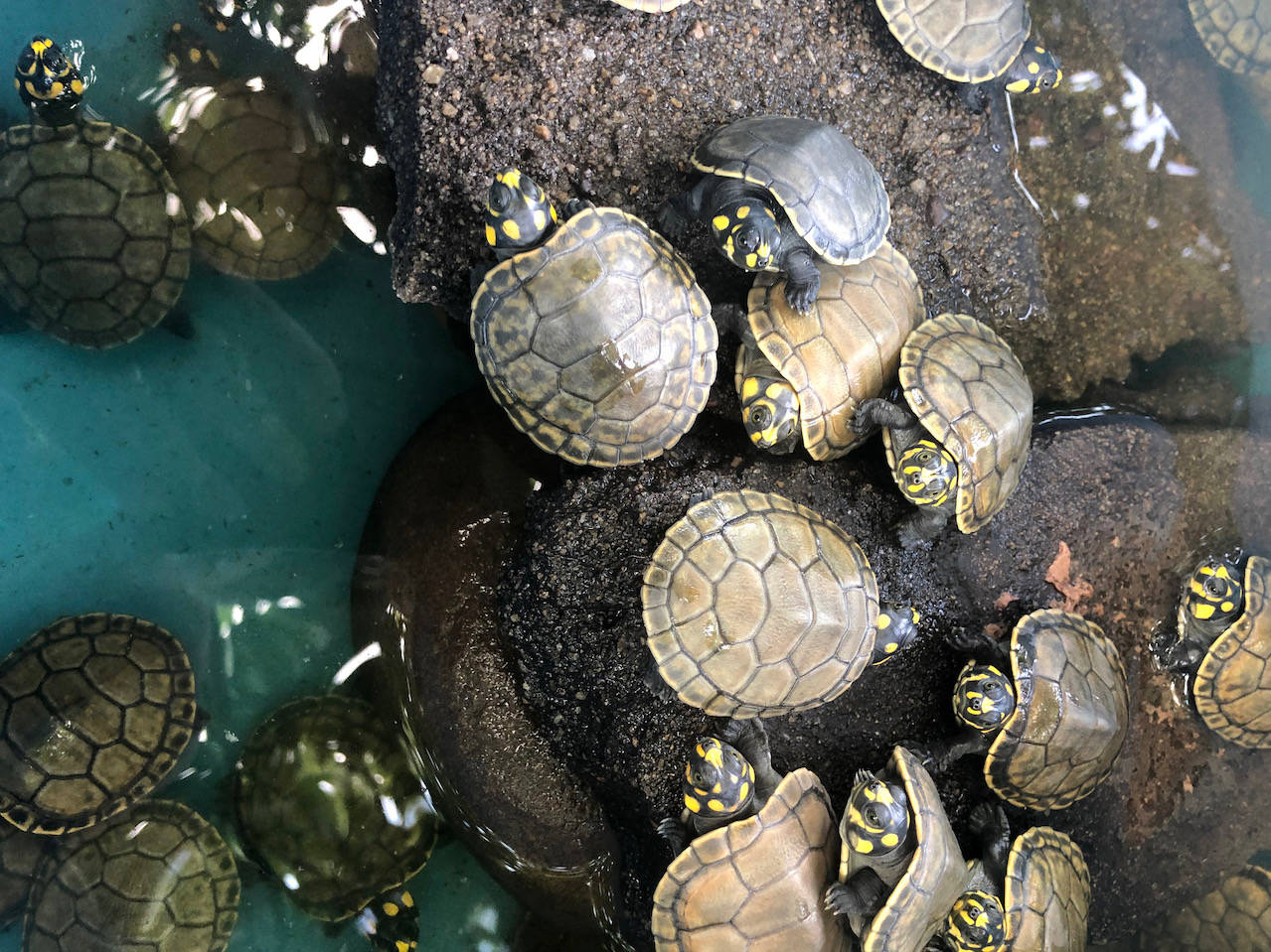 River Water Turtles In Peru Photography Background