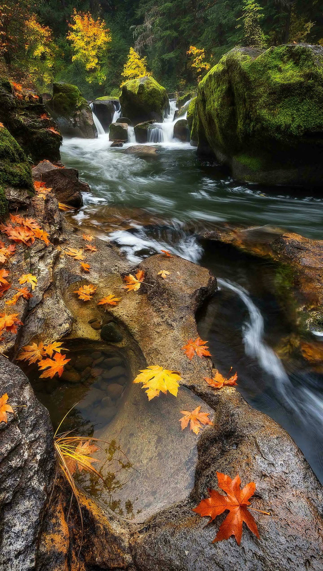 Riverside Maples Leaves Background