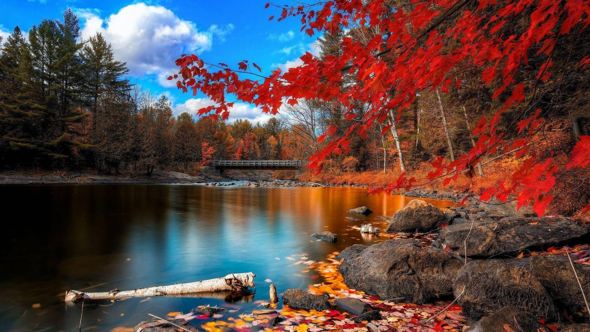 Riverside With Orange And Green Trees Background