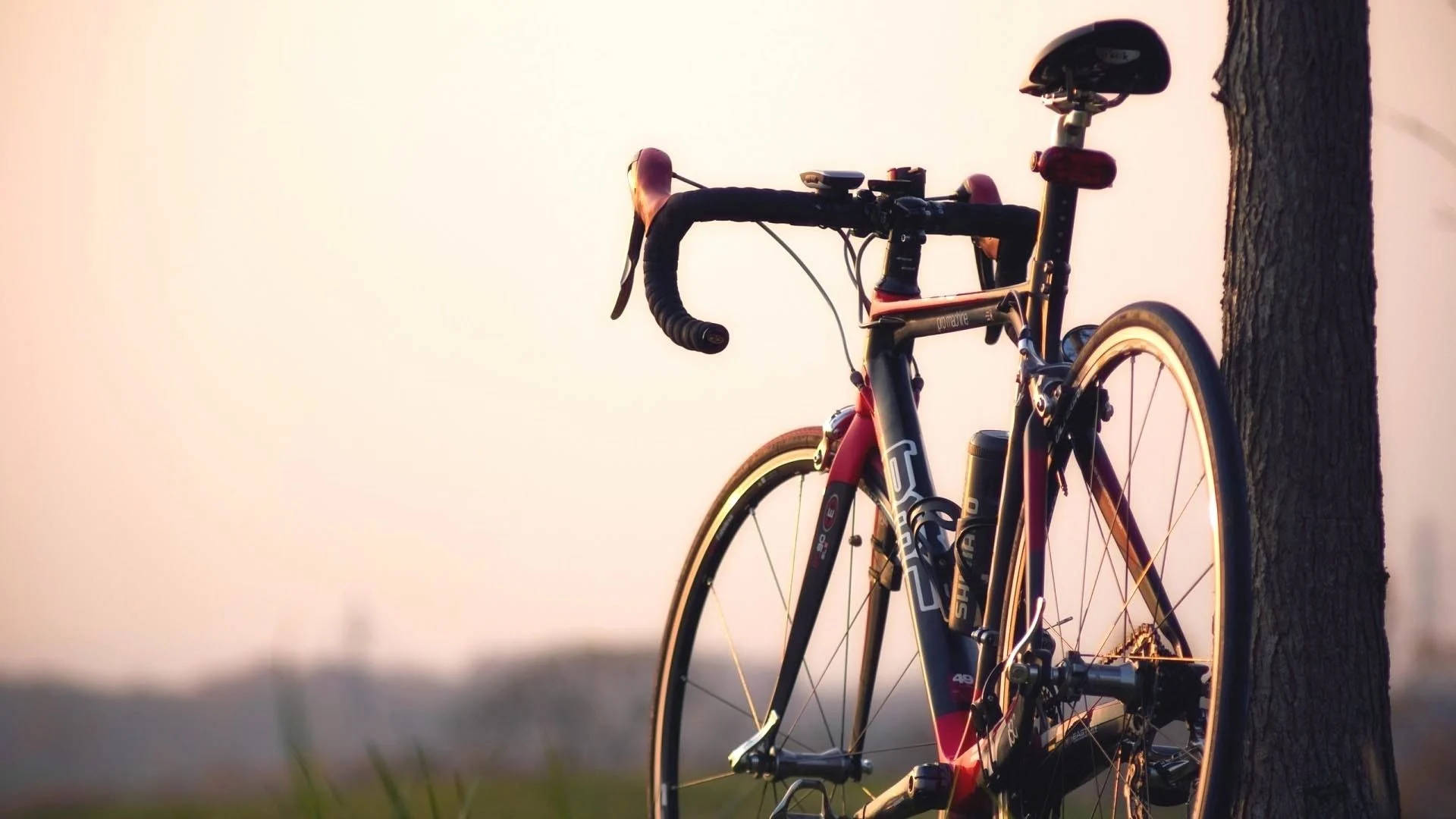 Road Bike In Tree Daytime Background