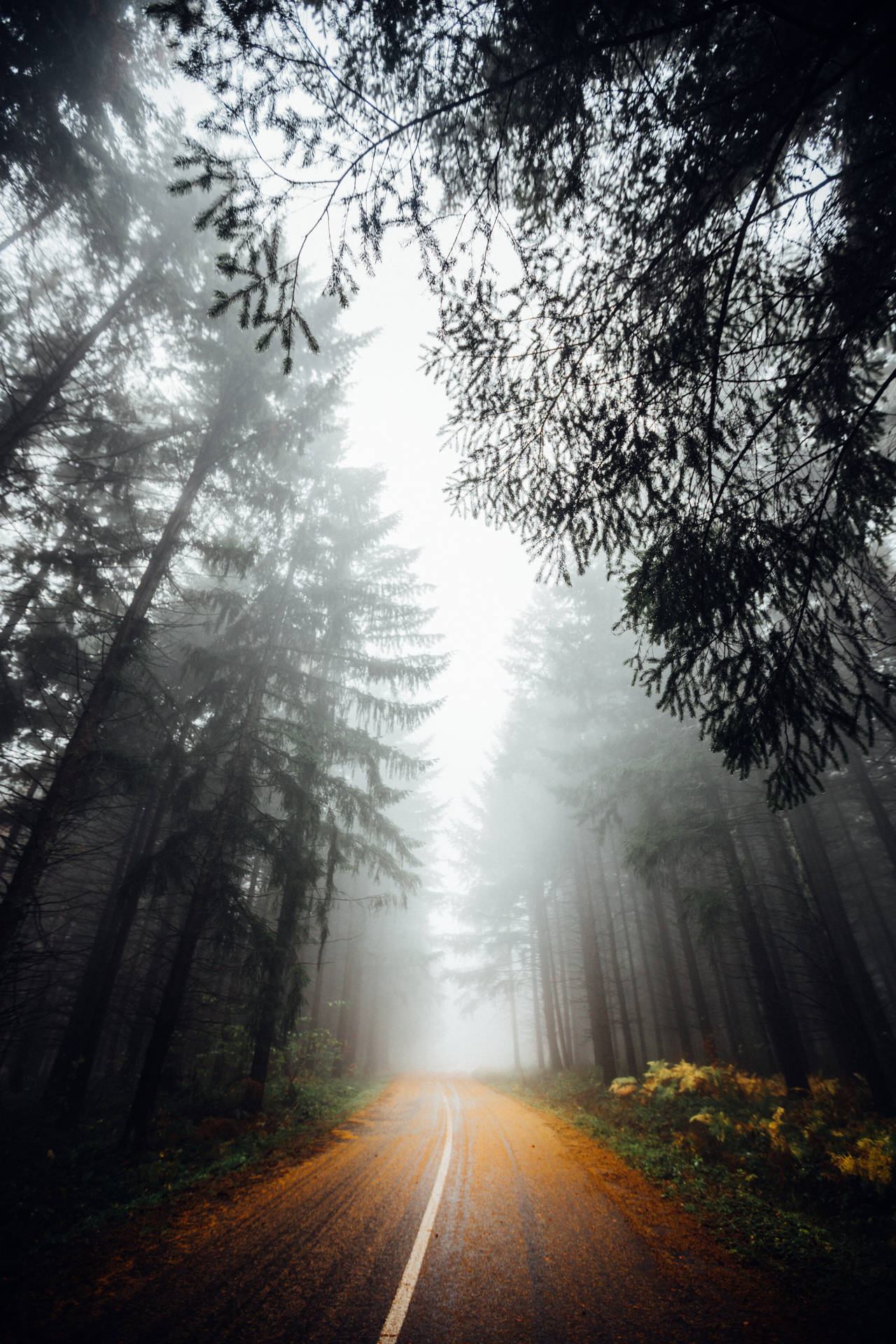 Road In Foggy Forest Portait