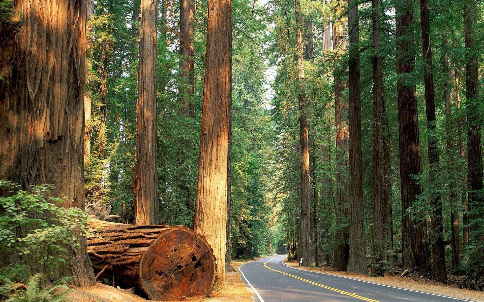 Road In Sequoia National Park