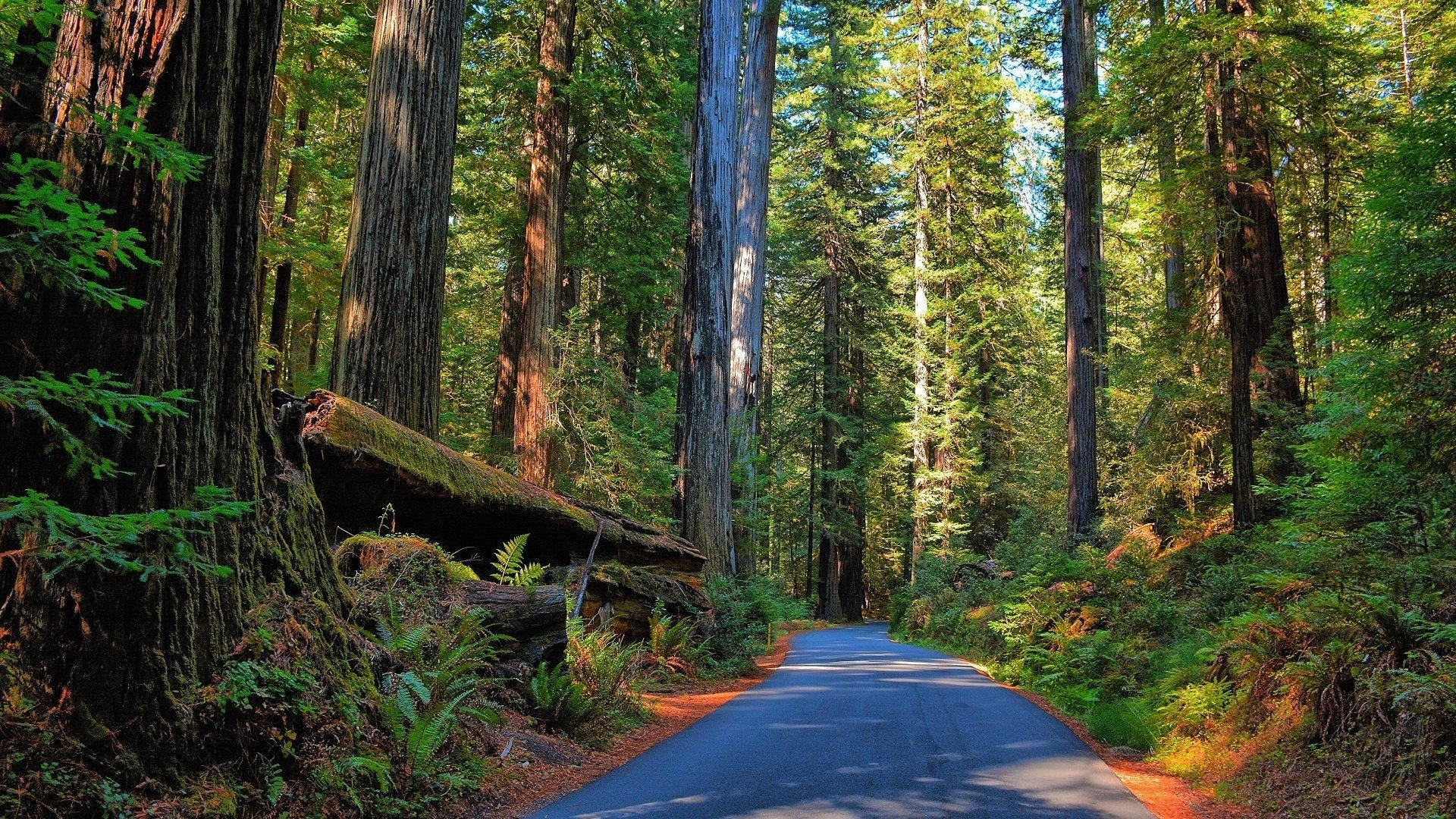 Road In The Redwood Forest