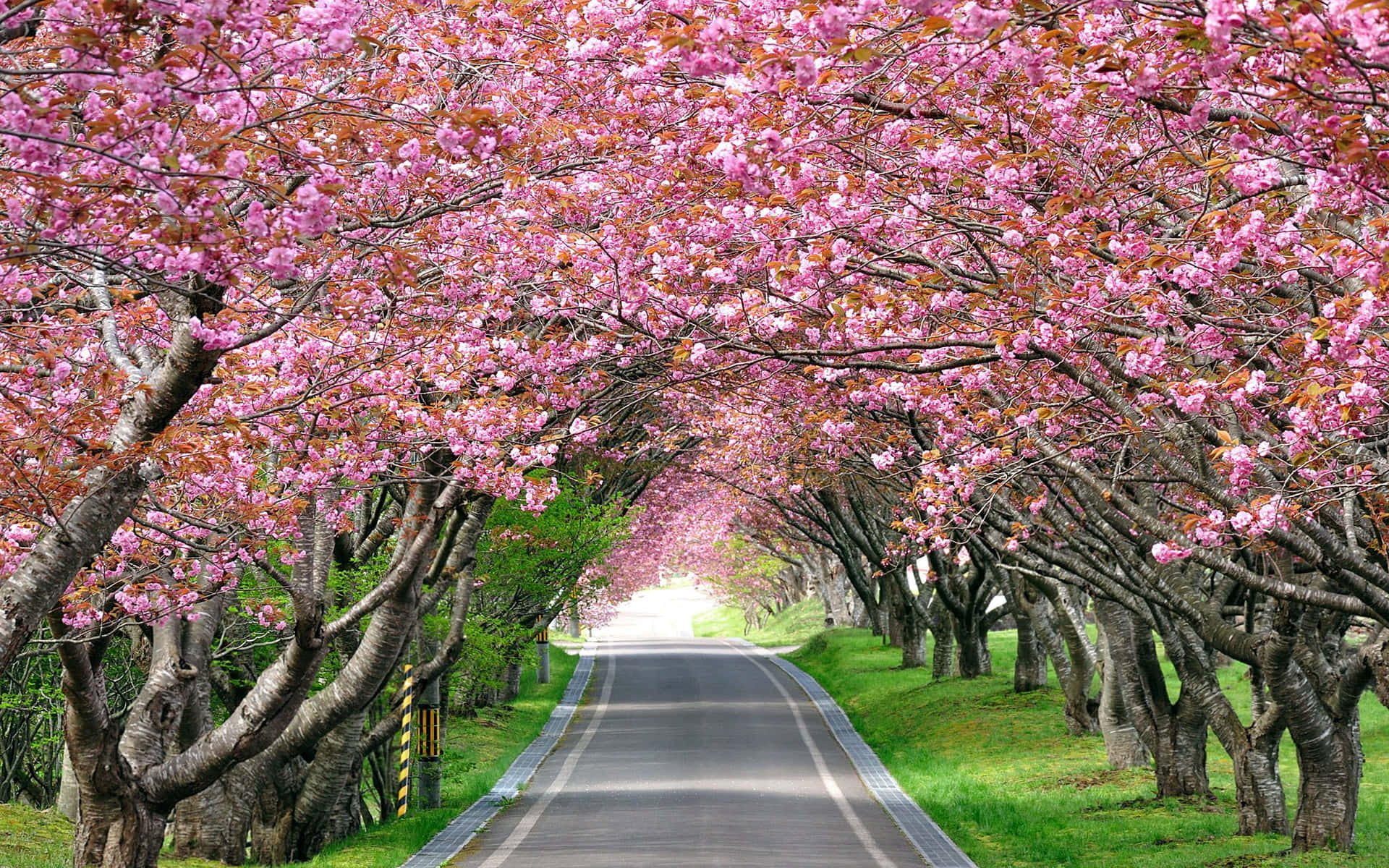 Road Lined With Pink Trees