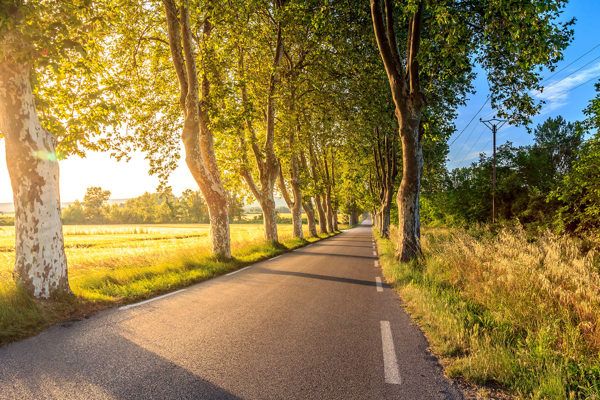 Road Lined With Trees Background