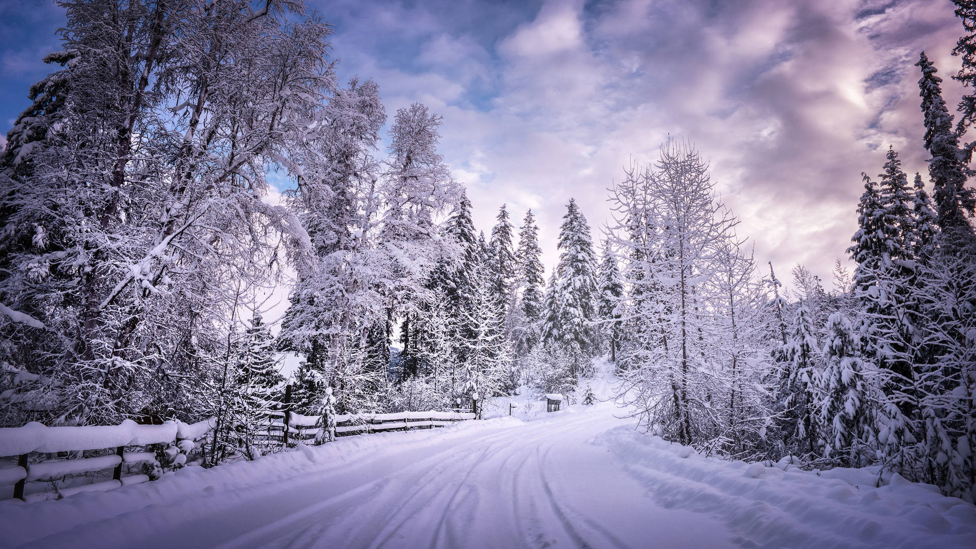 Road Lined With Whitte Trees Background