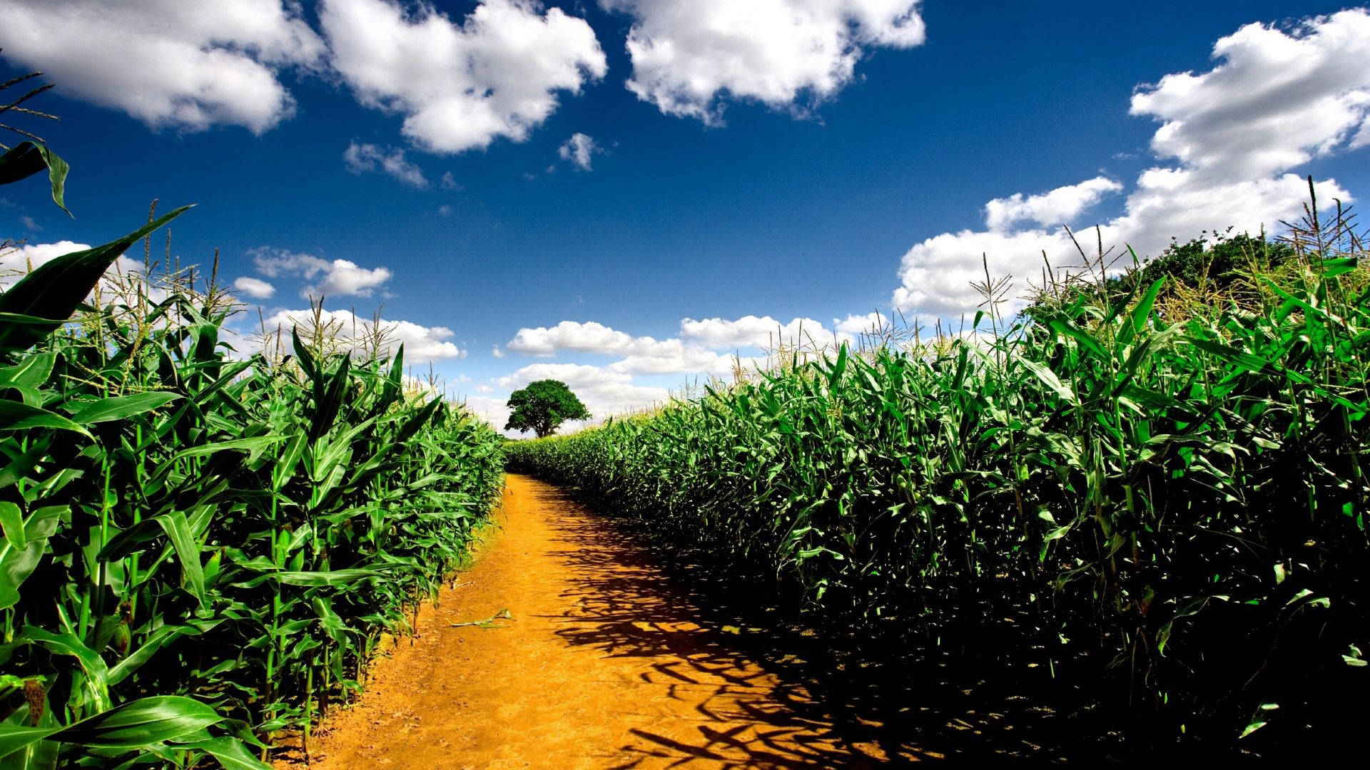 Road On Corn Field Background