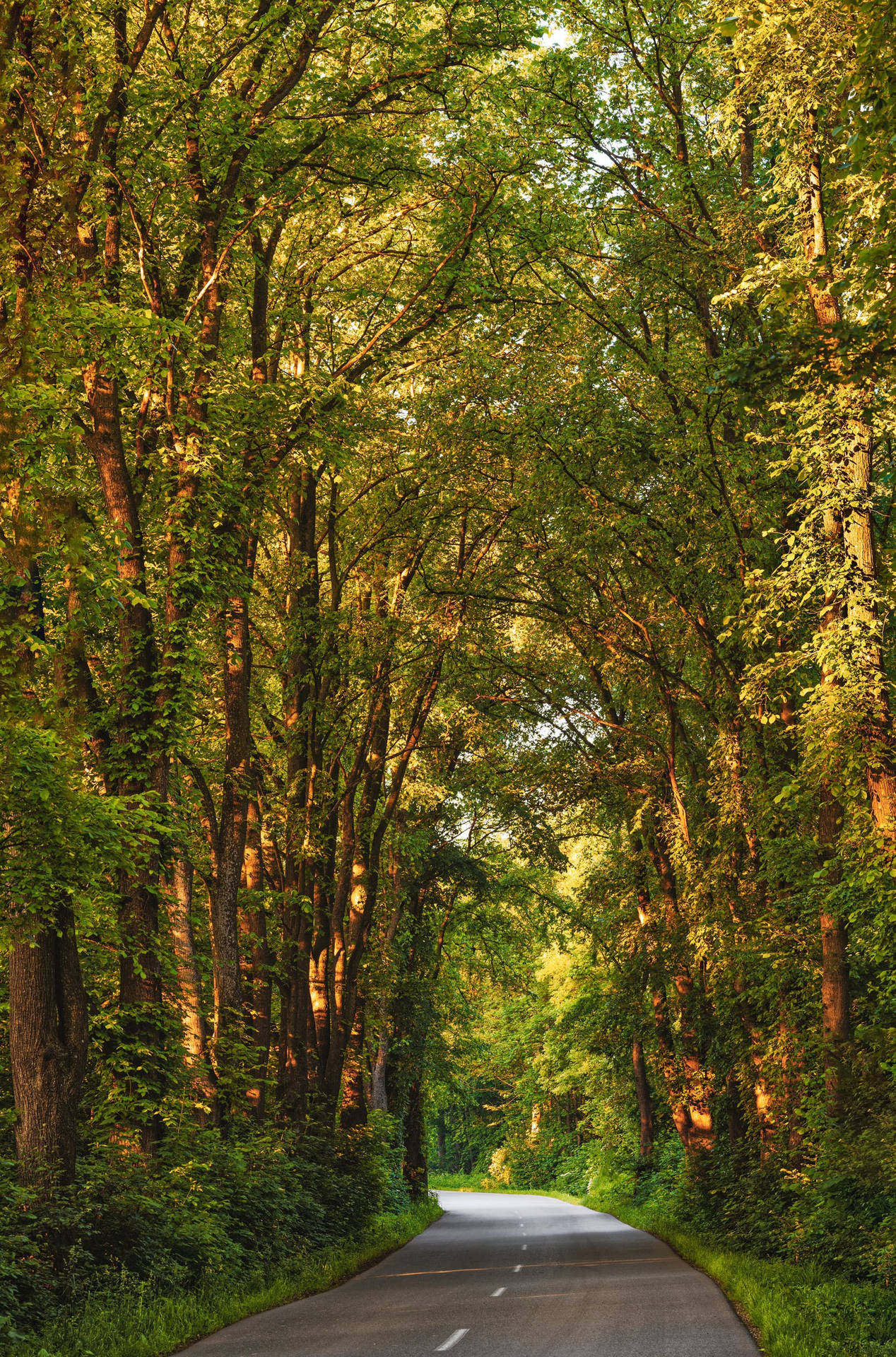 Road Through A Forest Green Iphone Background