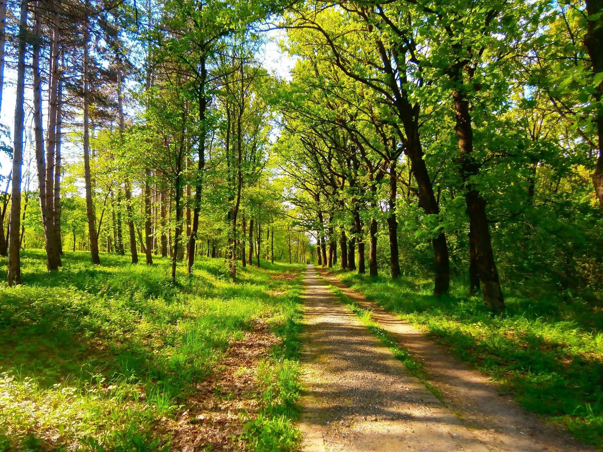 Road With Green Trees Background