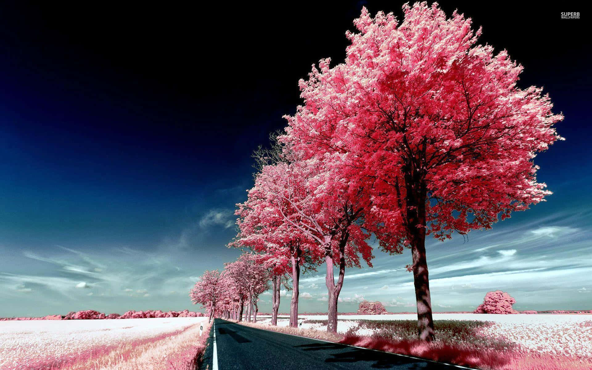 Road With Pink Trees On One Side Background