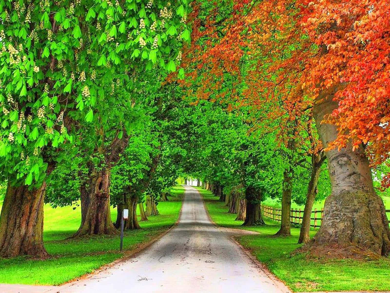 Roadside With Green And Orange Trees