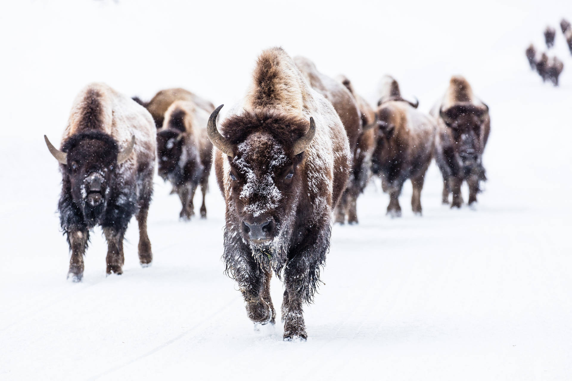 Roaming Buffalo Herd Background