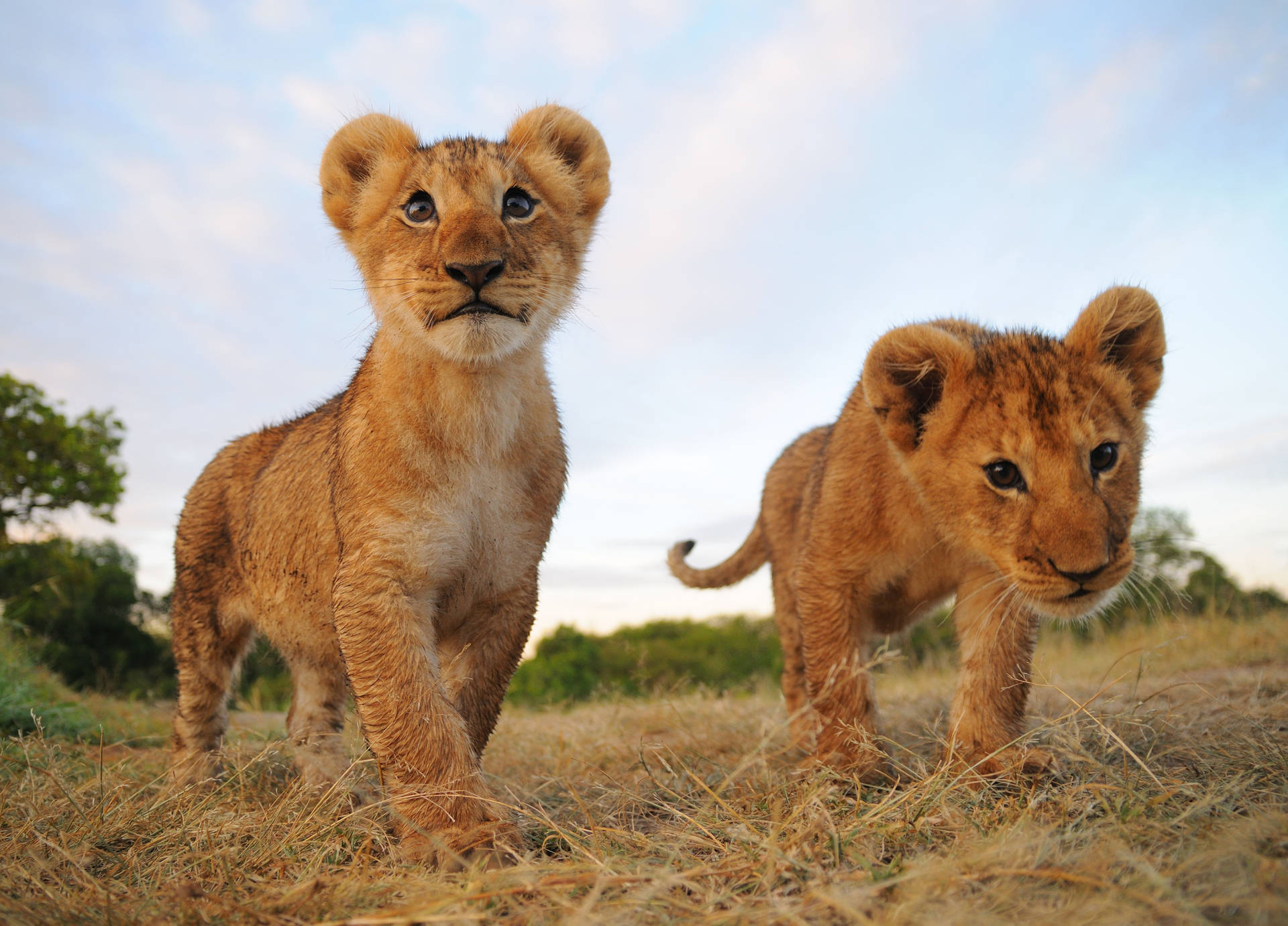 Roaming Lion Cubs Background