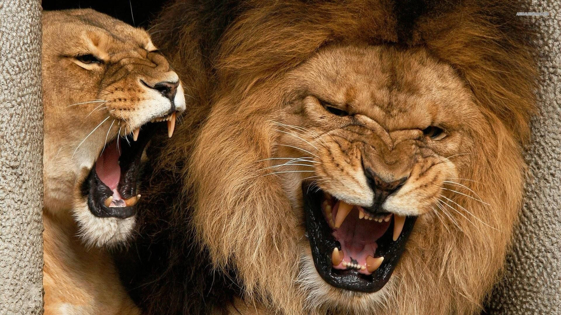 Roaring Angry Lions