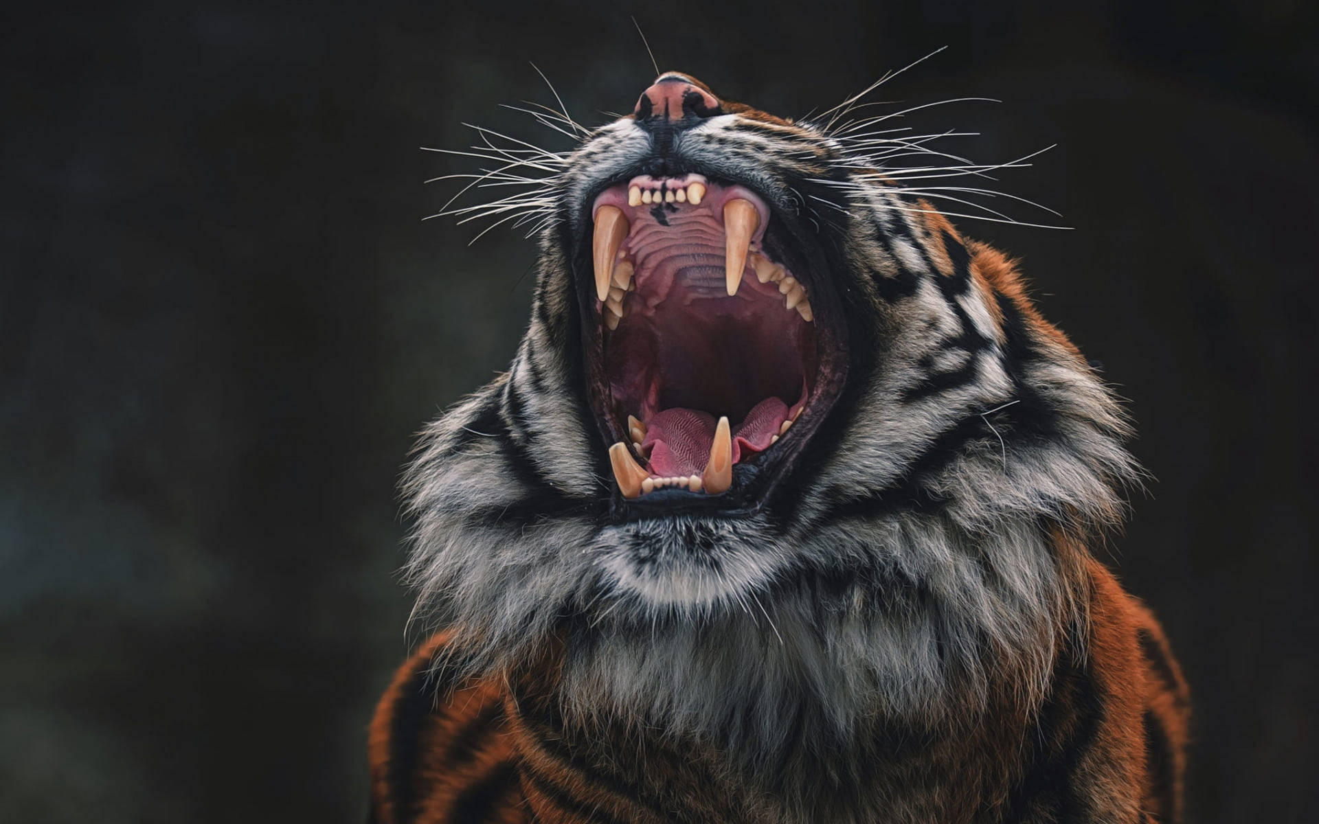 Roaring Angry Tiger Fangs