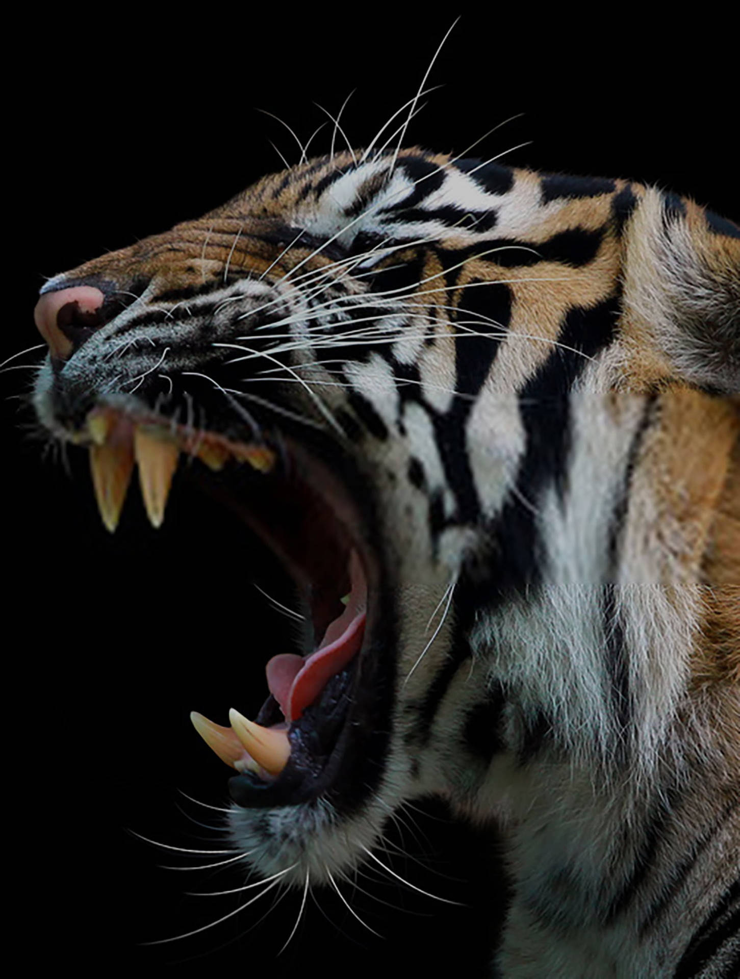 Roaring Angry Tiger Side Profile Background