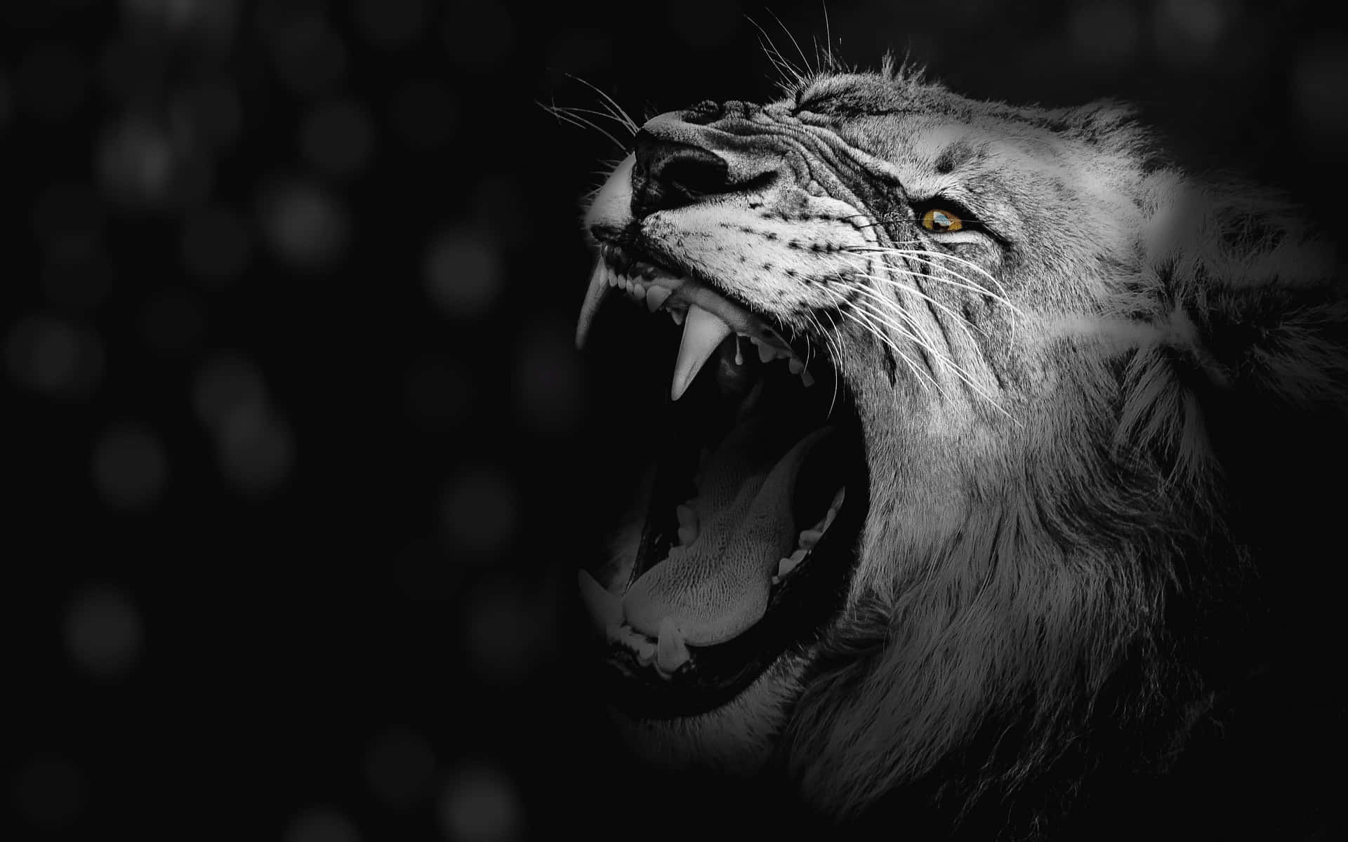 Roaring Black And White Lion Background