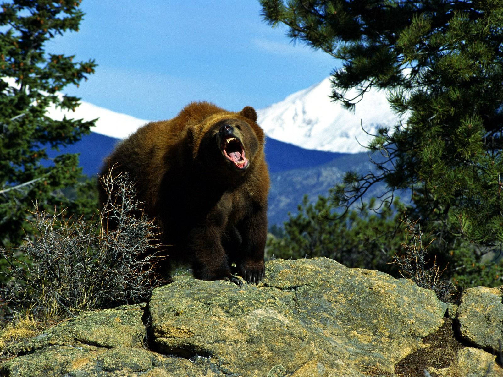 Roaring Kodiak Bear Background