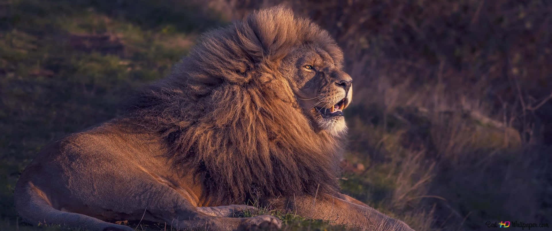 Roaring Lion Being Powerful And Intimidating Background