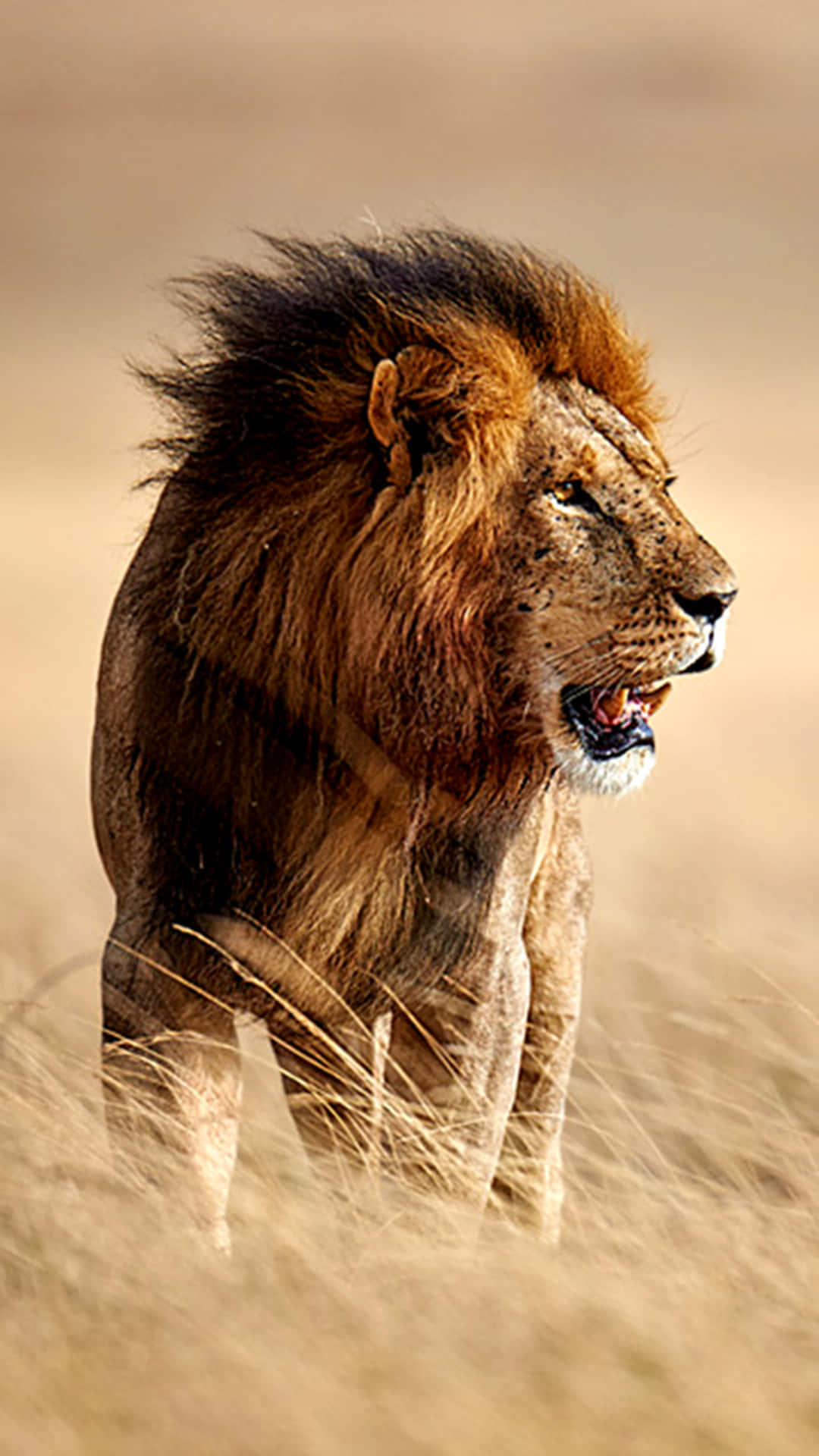 Roaring Lion In The Field Background