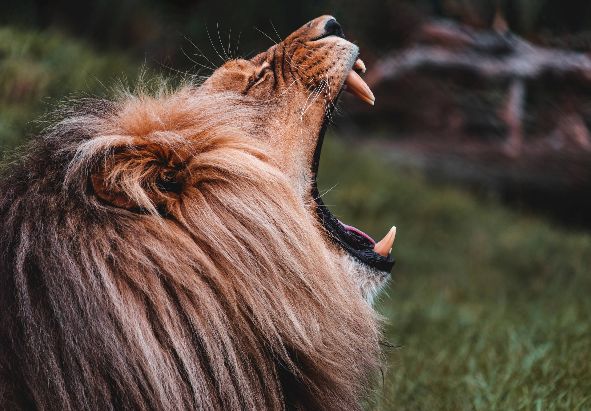 Roaring Lion Wild Animal Background