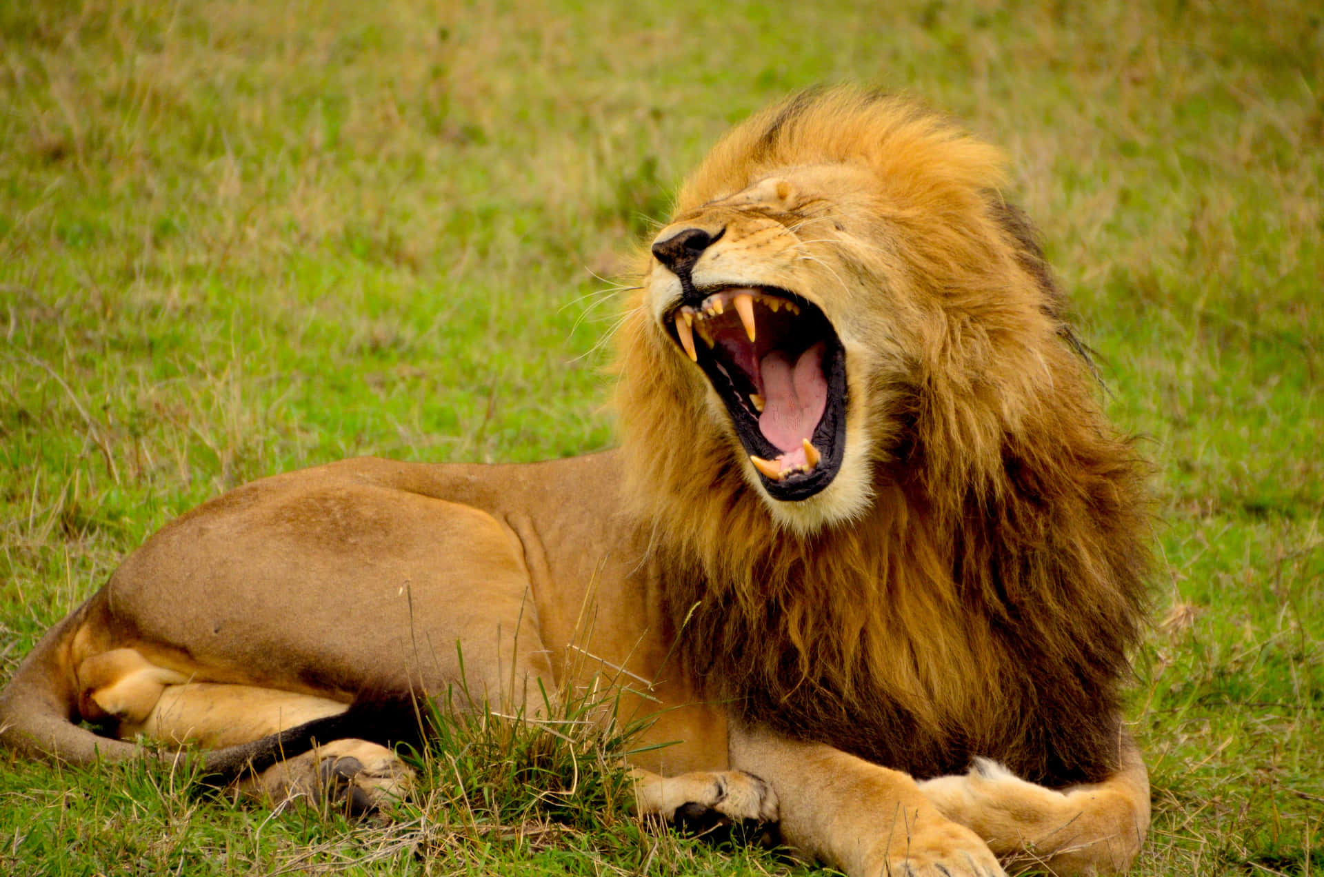 Roaring Lion With An Interrupted Nap Background