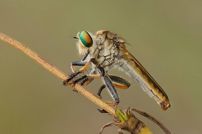 Robber Fly Background