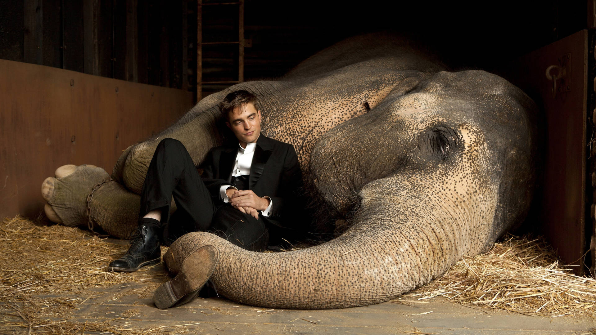 Robert Pattinson Water For Elephants Background