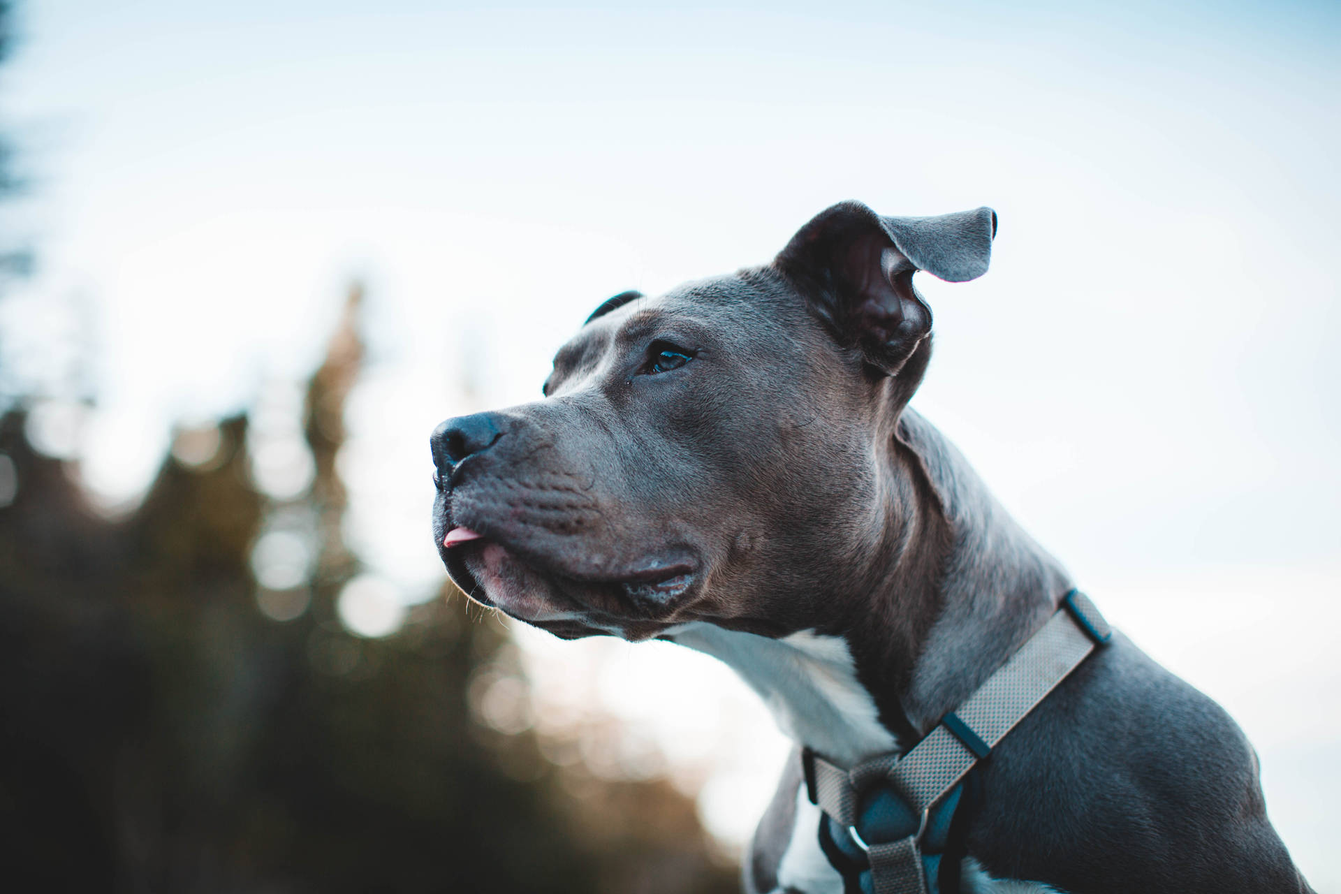 Robust Brown And White Pitbull Terrier Background