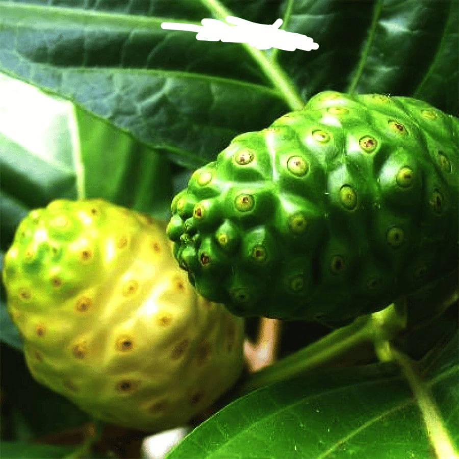 Robust Noni Plant With Mature Fruits