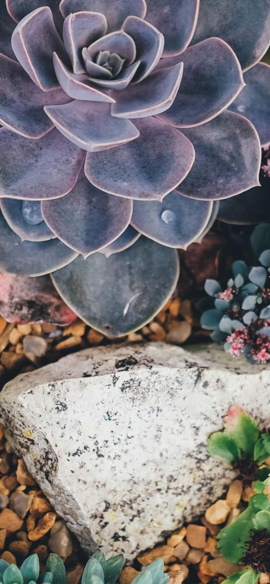 Rock And Succulent Iphone Garden Background