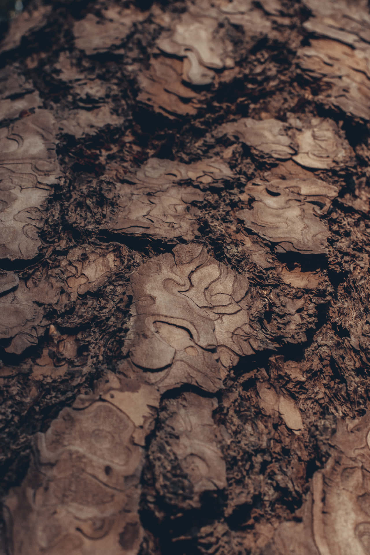 Rock Formation Brown Mud Background