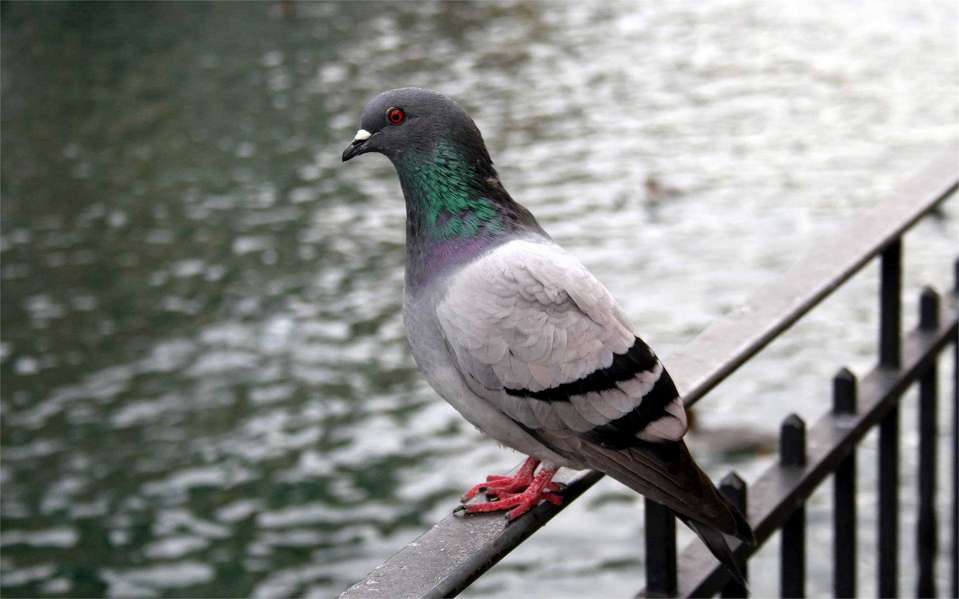 Rock Pigeon Bird By The River Background