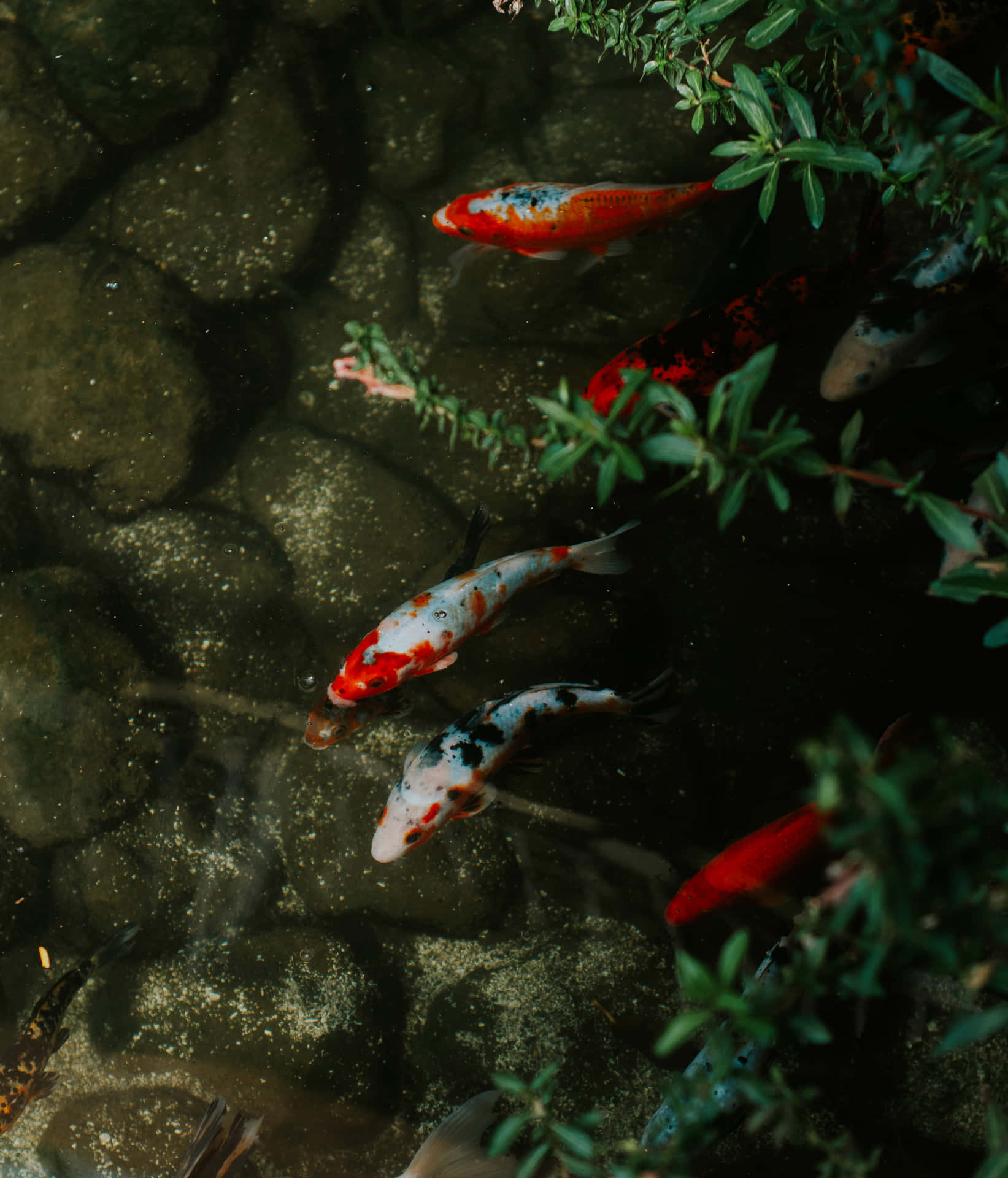 Rock, Plants, And Live Koi Fish Background