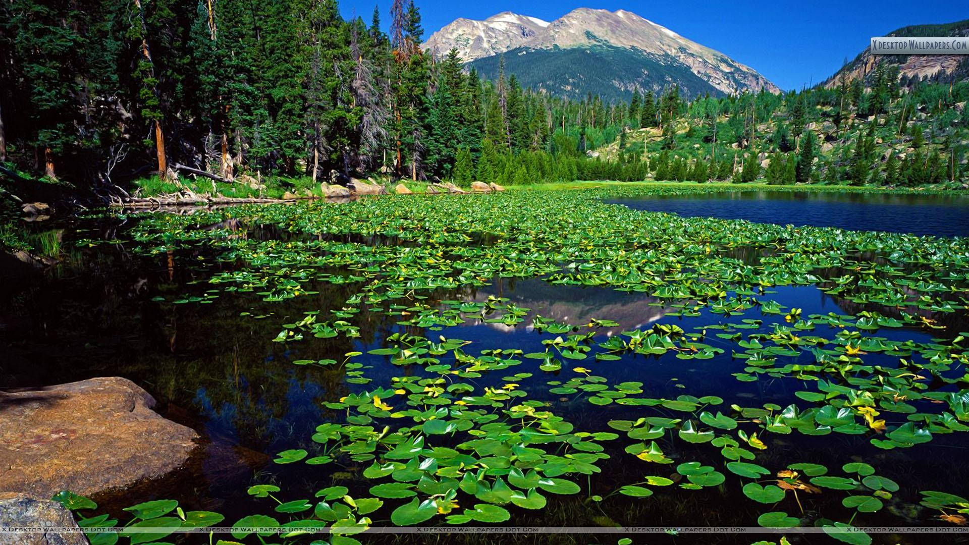 Rocky Mountain By Lake With Greenery