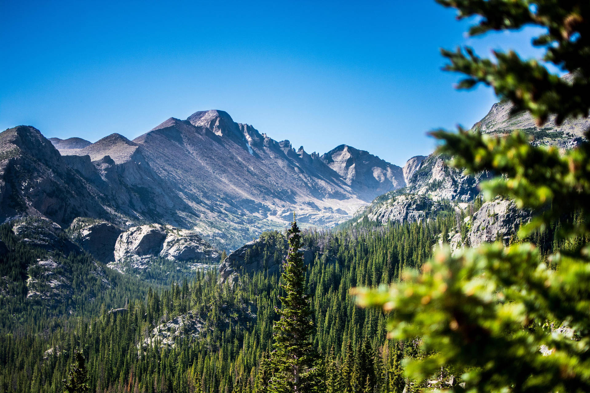 Rocky Mountain With A Huge Forest