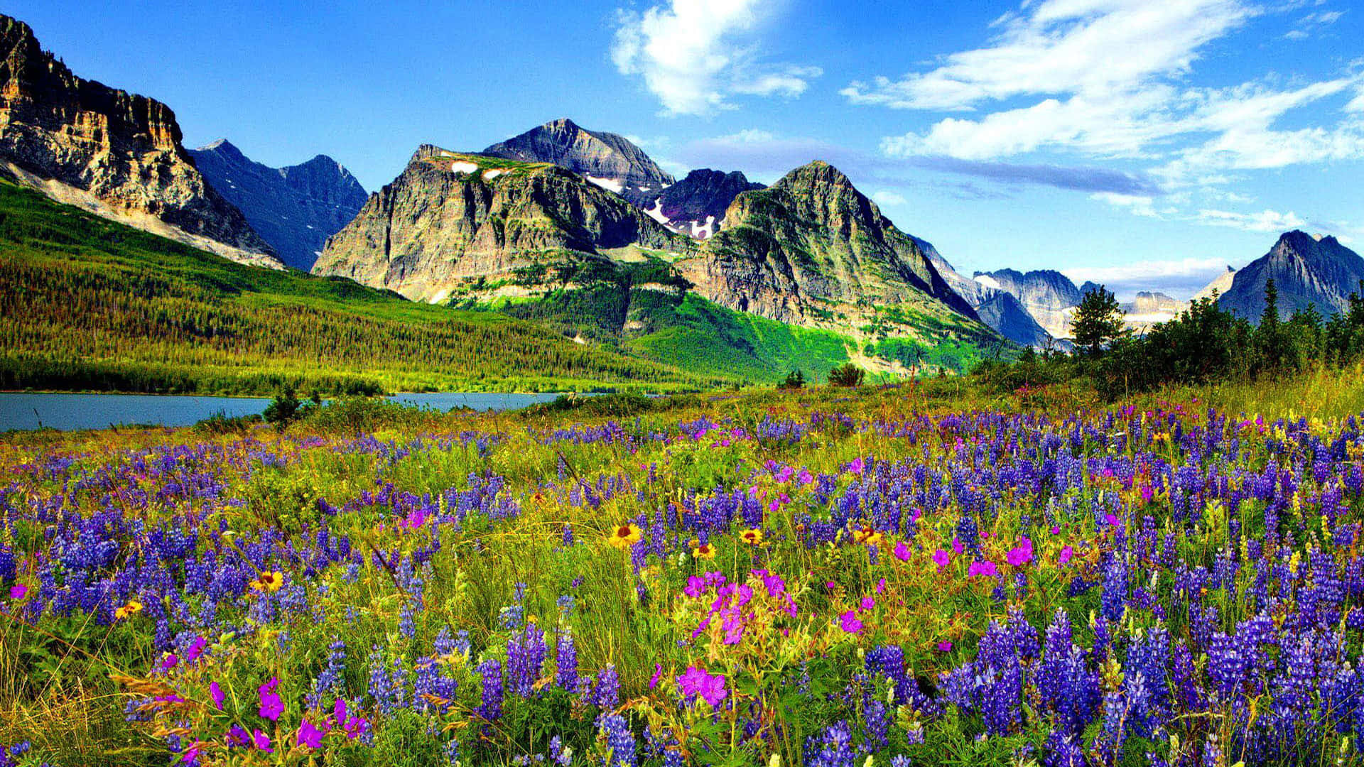 Rocky Mountains Lupine River Colorado