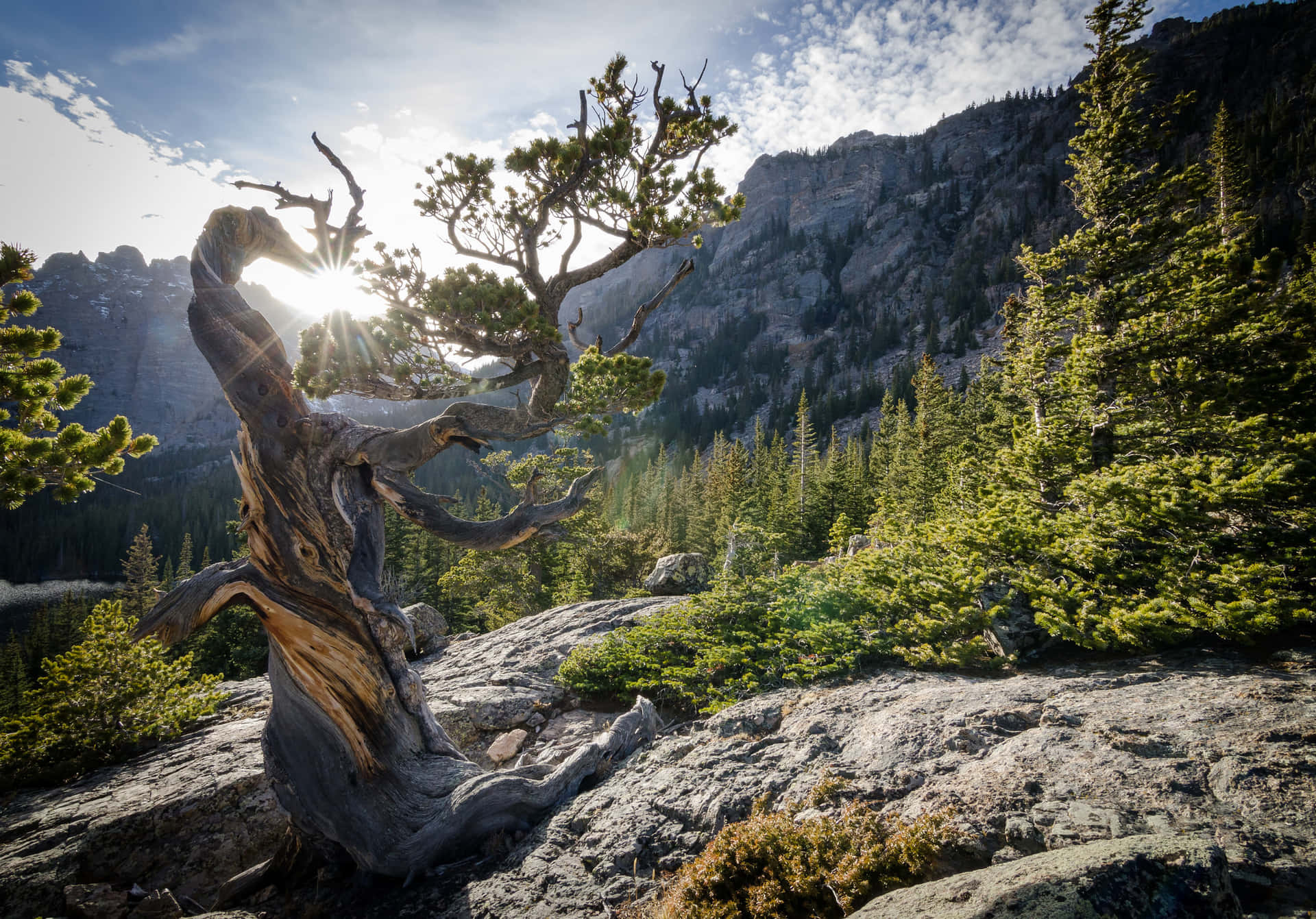 Rocky Mountains Park Colorado Forest Background