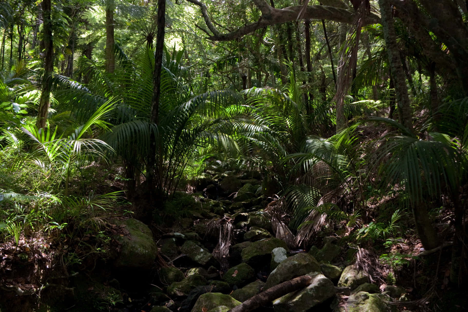 Rocky Path Of Jungle Desktop Background