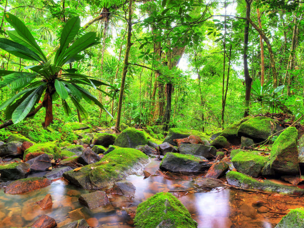 Rocky Stream Of Jungle Desktop Background