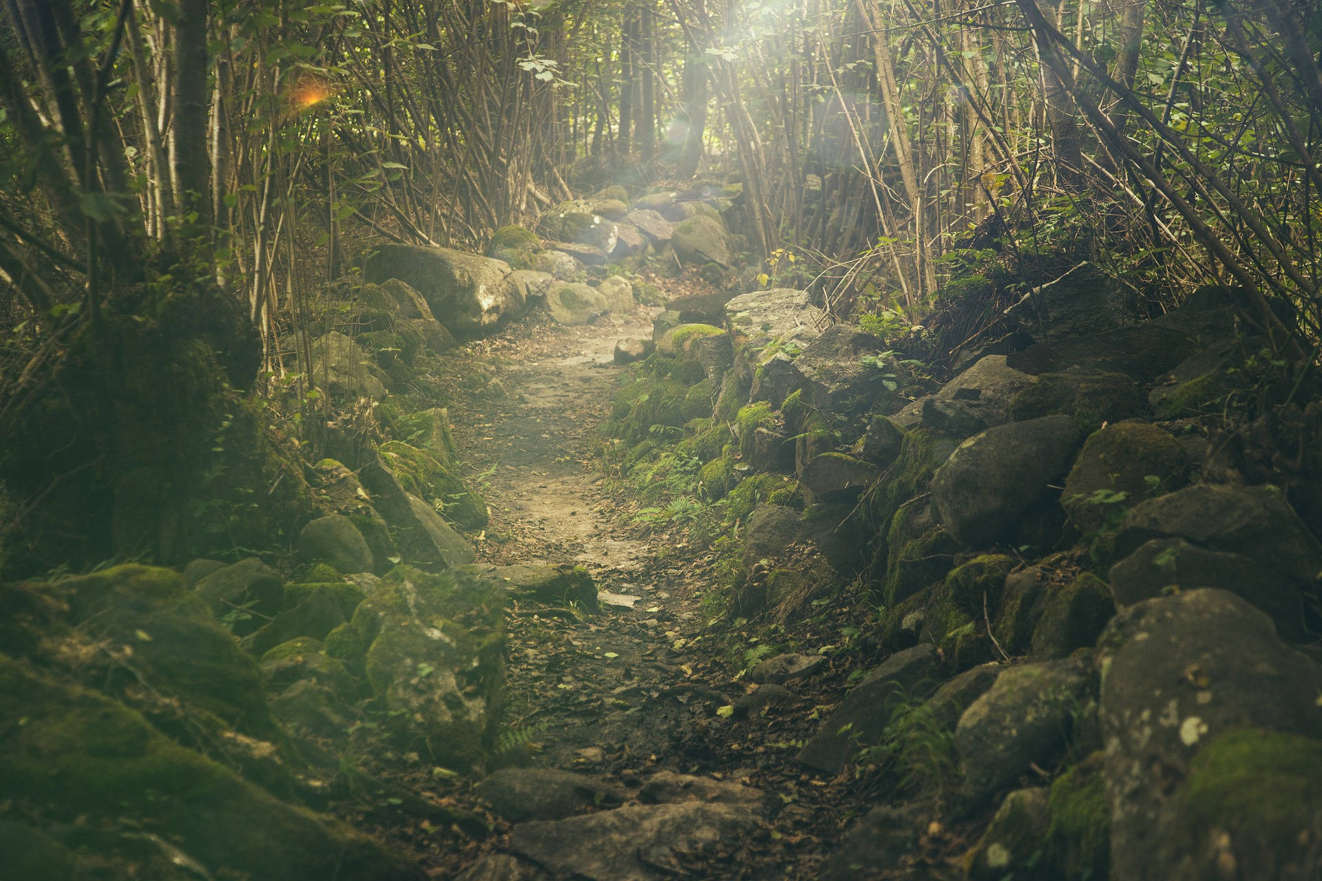 Rocky Trail In The Woods Background