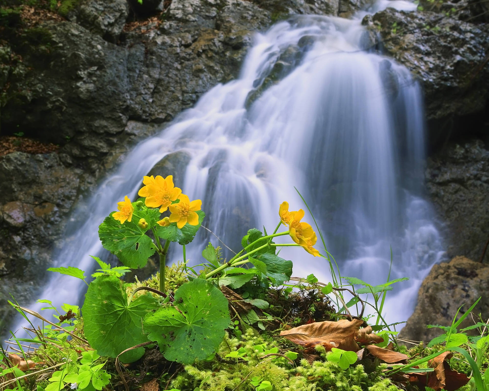 Rocky Waterfall With Flowers Background