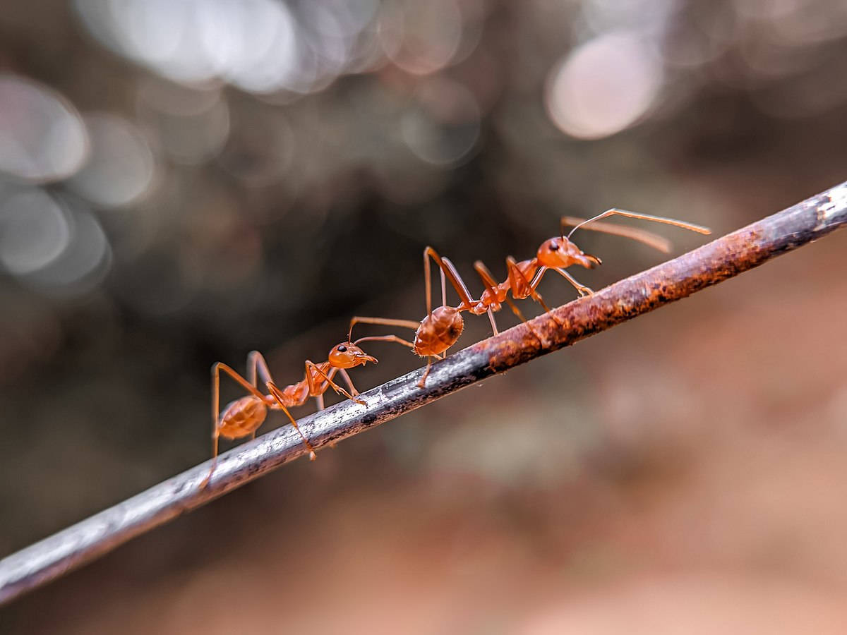 Rod Ant Background