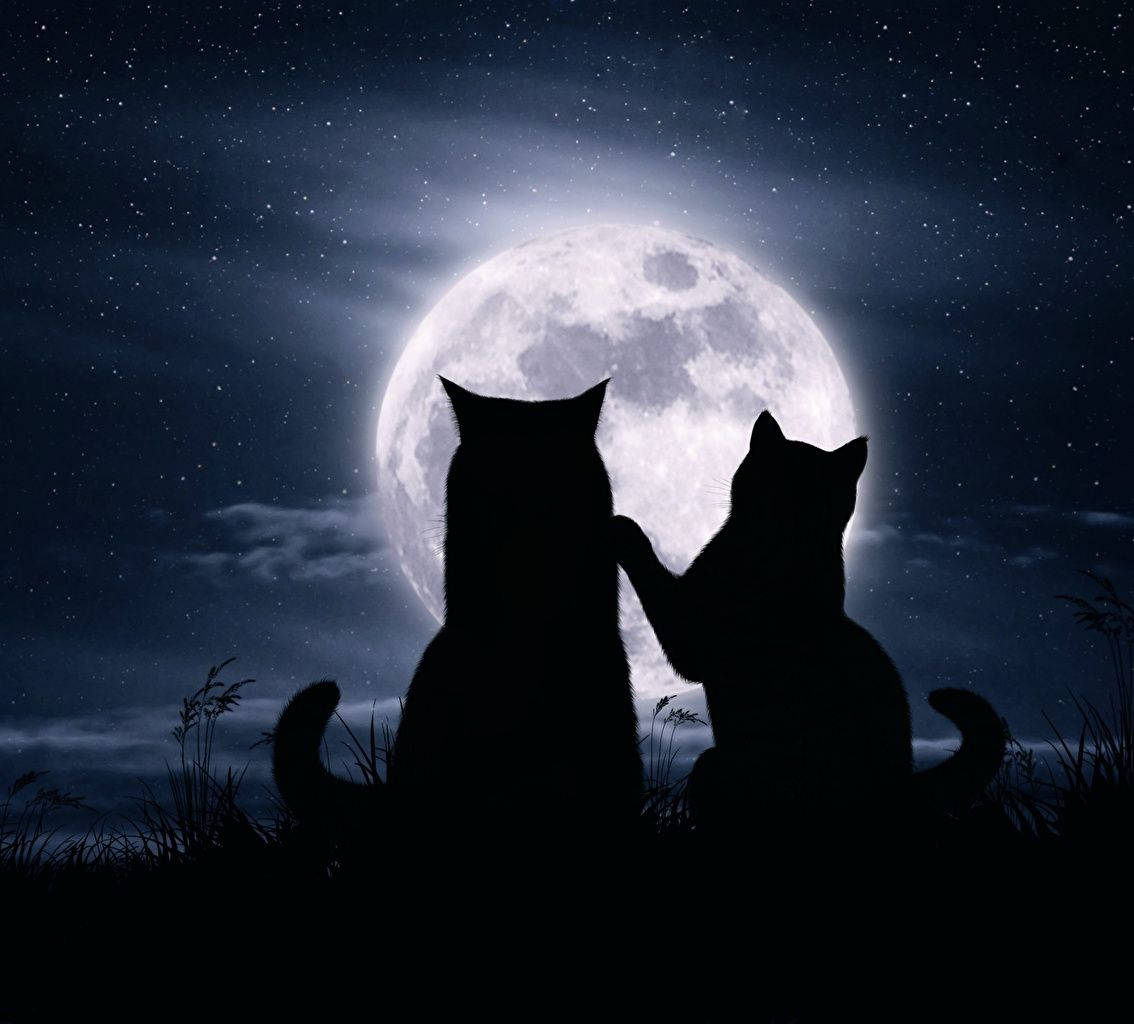 Romantic Cats With The Moon Background