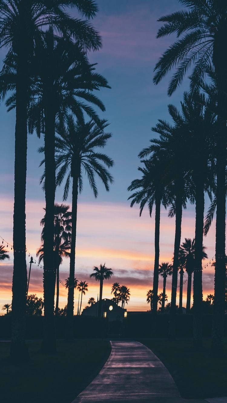 Romantic Evening With Palm Trees